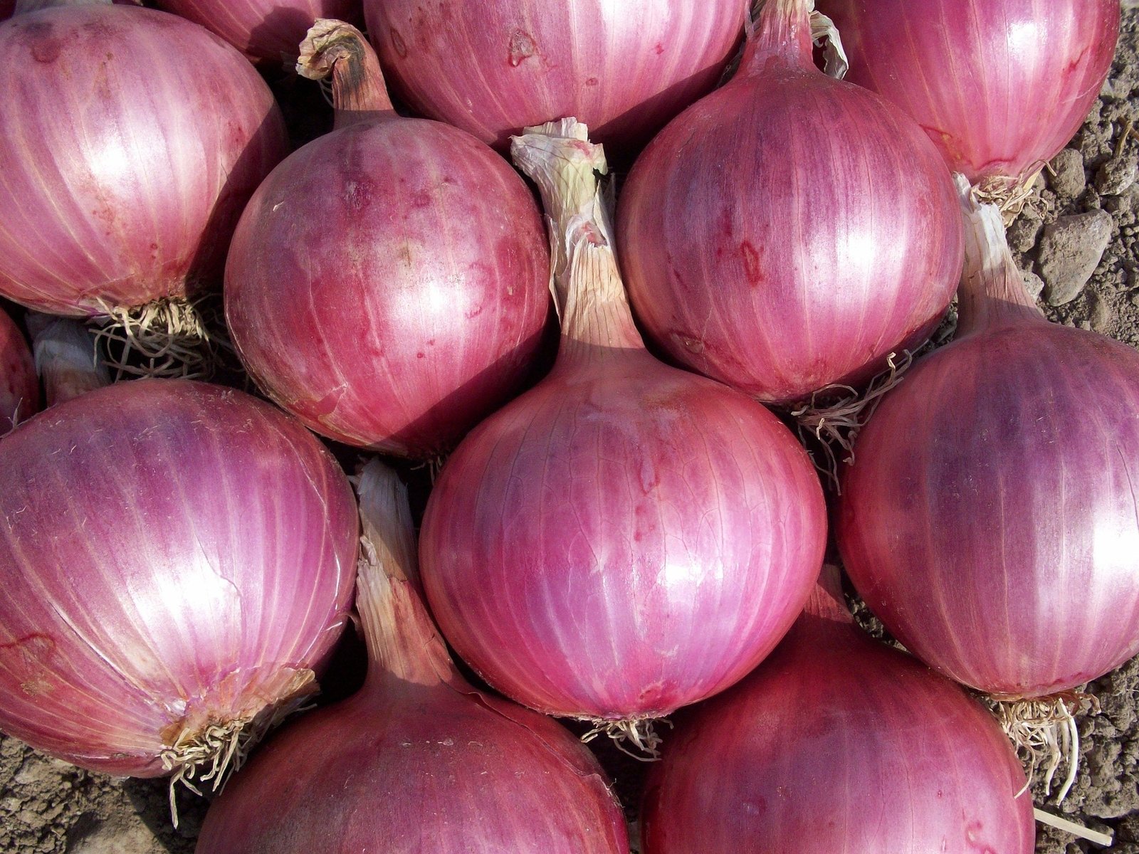 Fresh Indian red onions